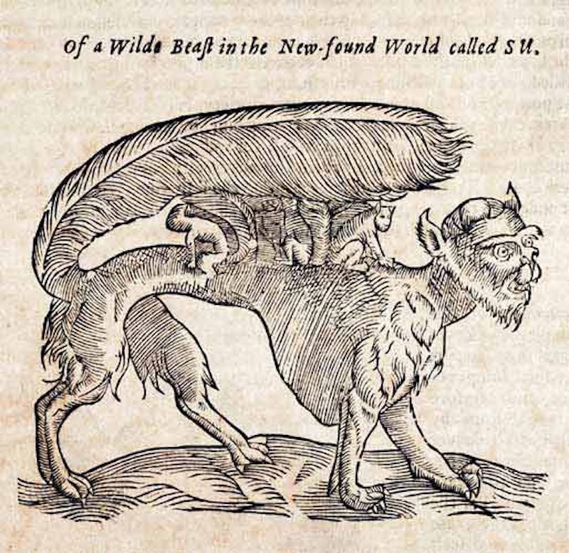 A su, a four-legged creature, carries its young on its back and covers them with its large, bushy tail.