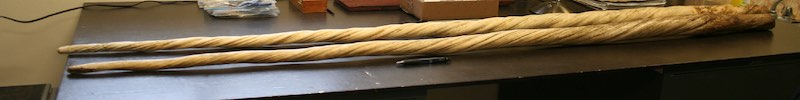 Two narwhal tusks on a table.