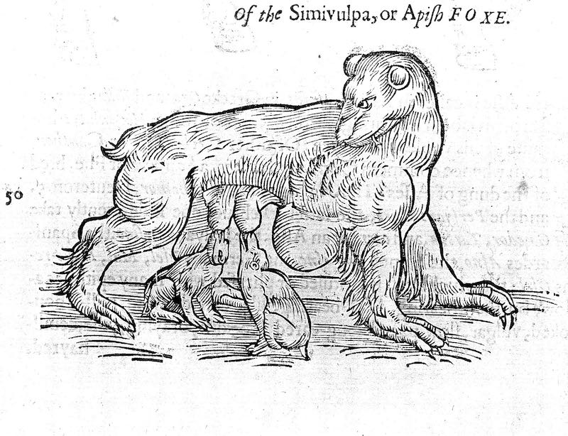 A simivulpa, a four-legged furred creature, nurses two young.