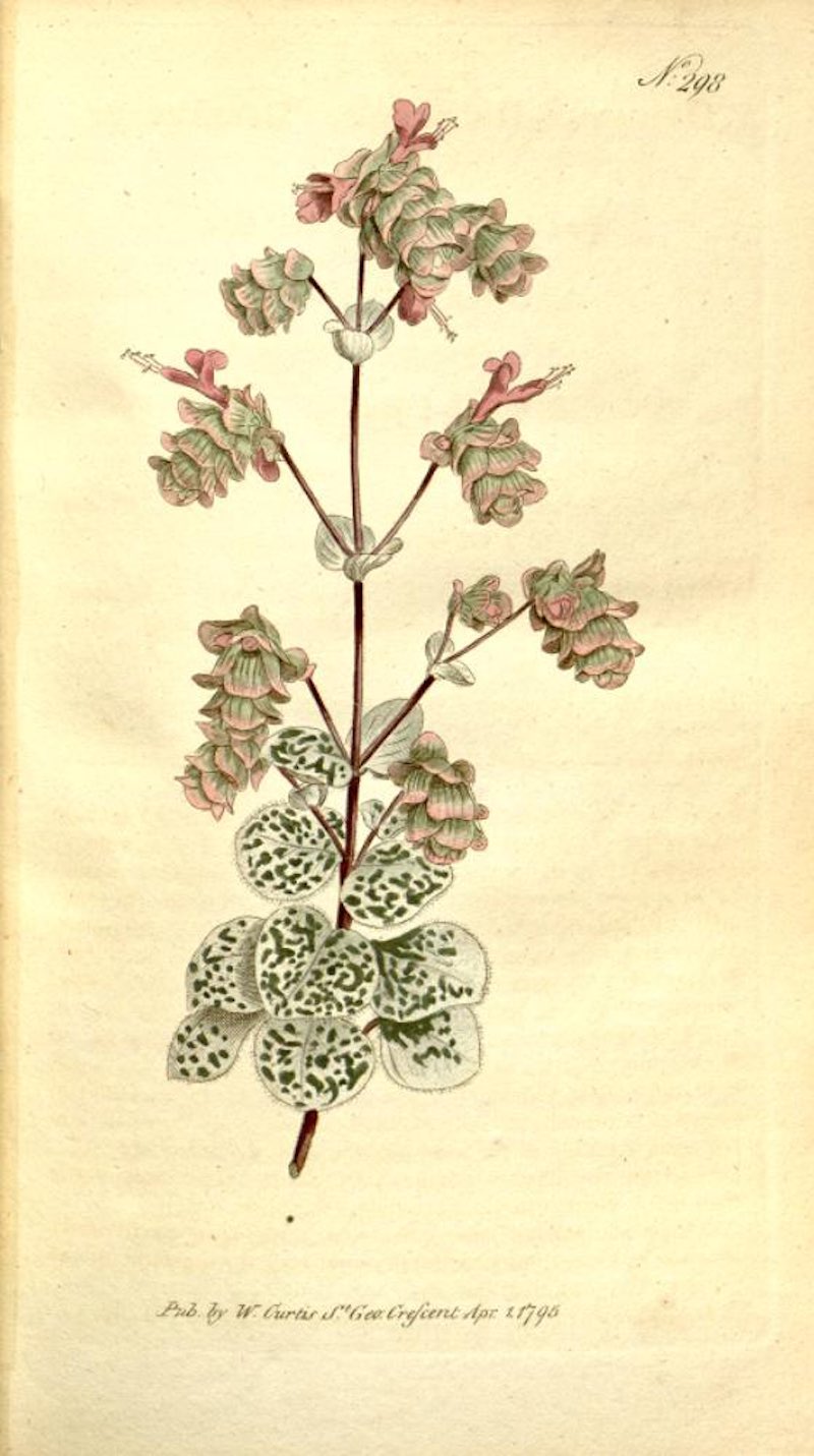 A botanical illustration of a cutting of dittany.