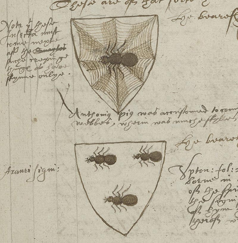 Detail from a manuscript page showing pen drawings and notes about two coats of arms: one with a spider in a web and one with three spiders.